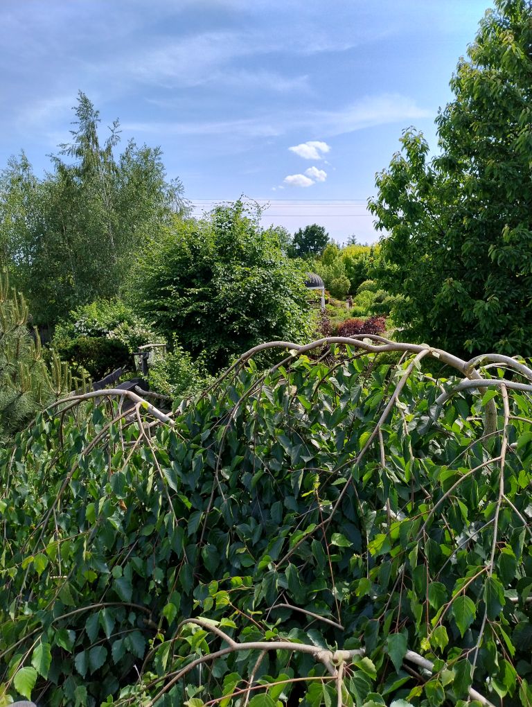 zdjęcie w galerii