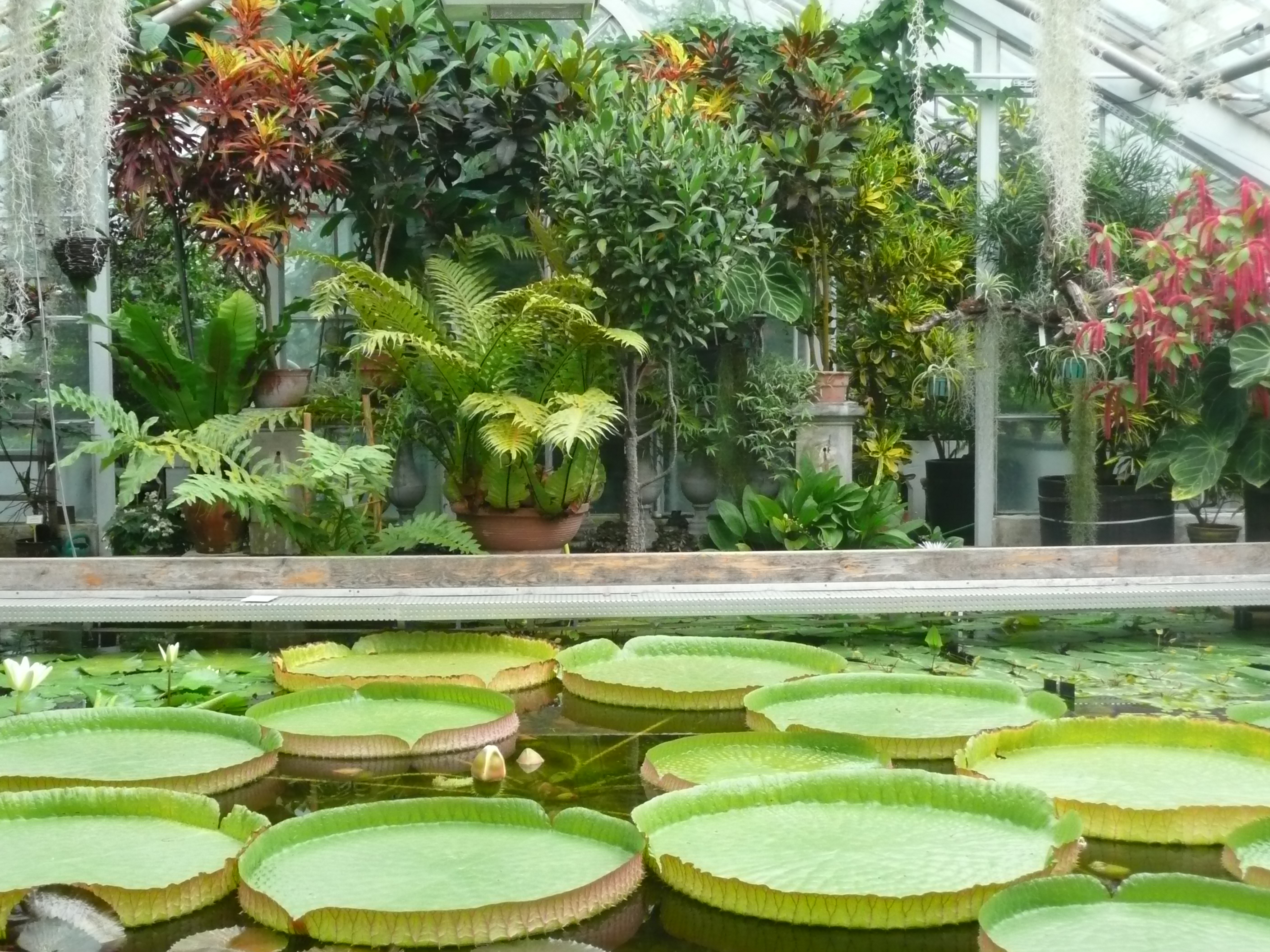 Praktyki zawodowe w krakowskim Ogrodzie Botanicznym