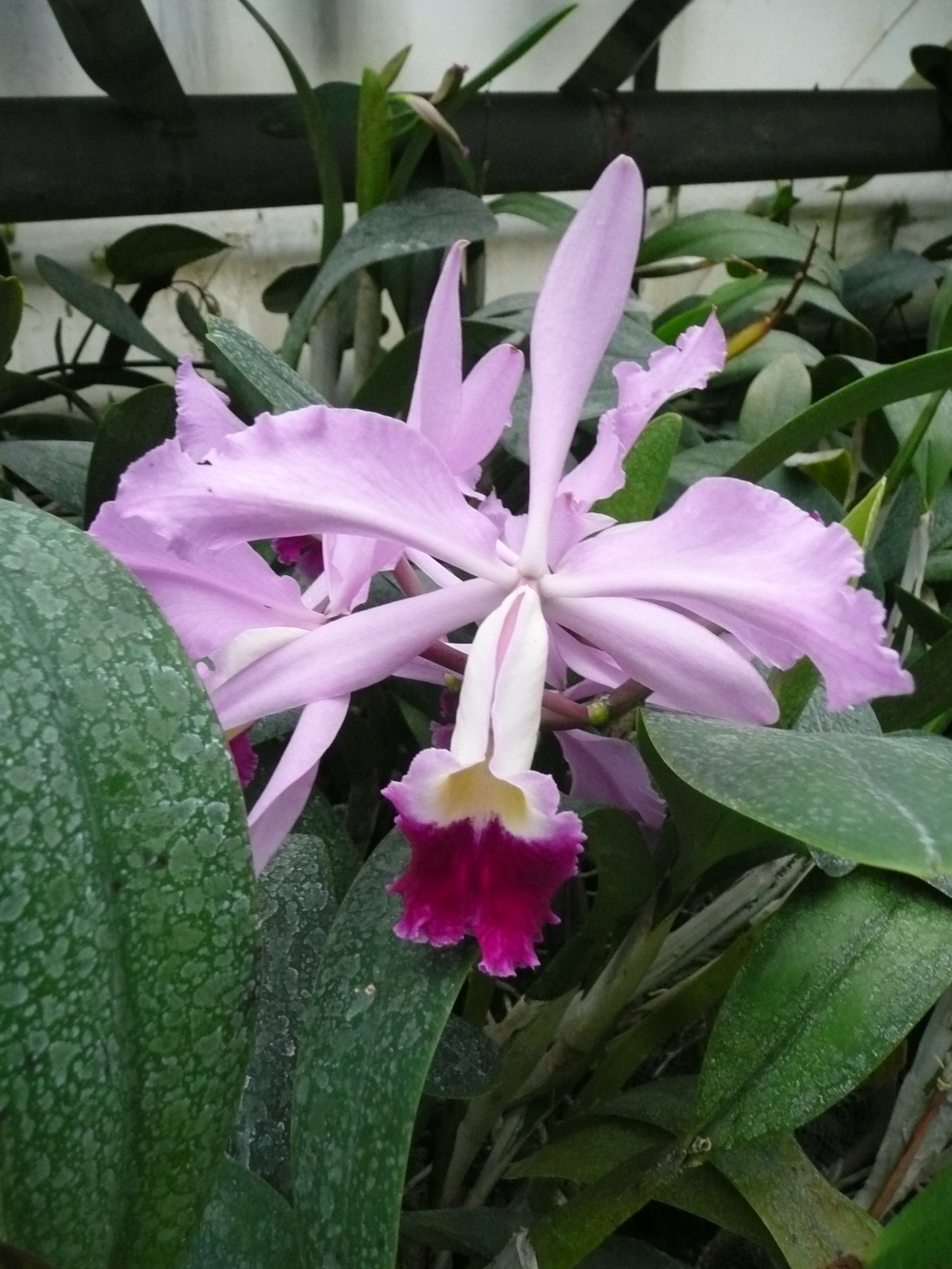 Praktyki zawodowe w krakowskim Ogrodzie Botanicznym